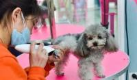春节宠物寄养市场火爆：宠物店员工七天赚一个月工资